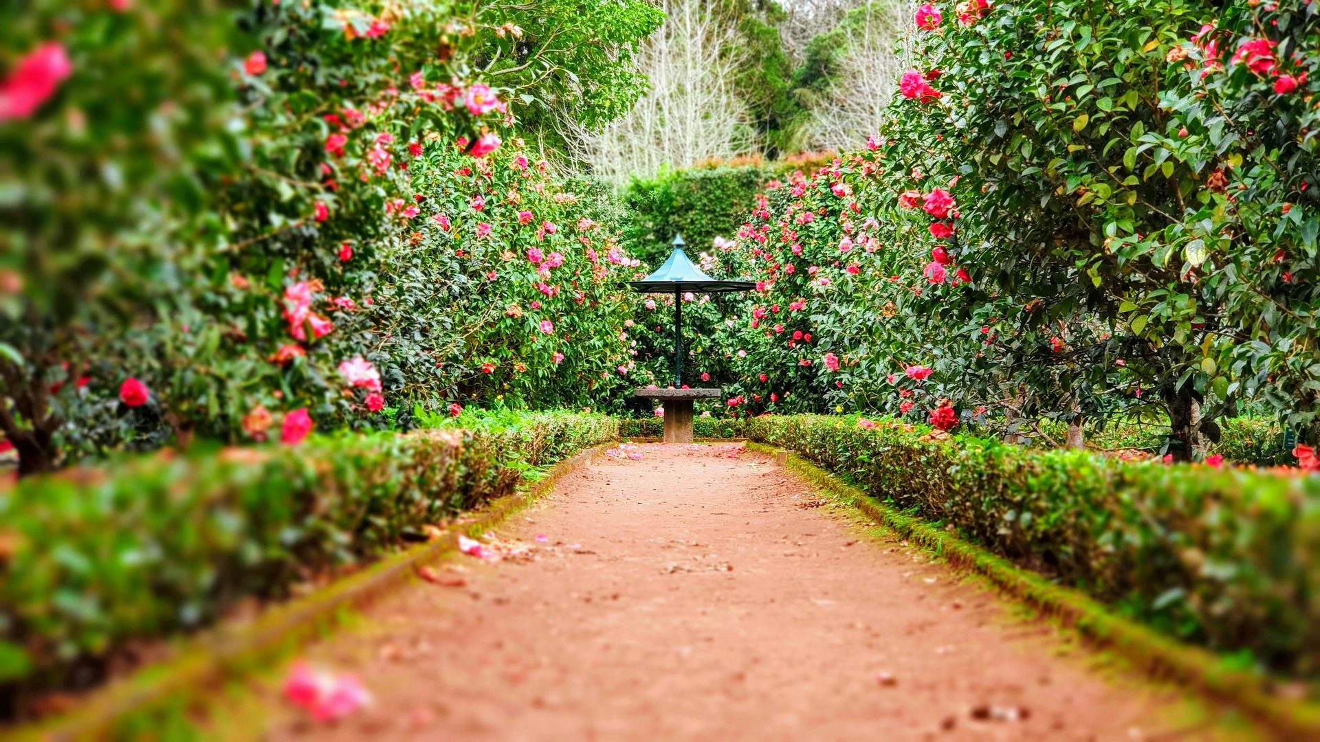 Formal garden path lined with roses and camellias leading to a gazebo