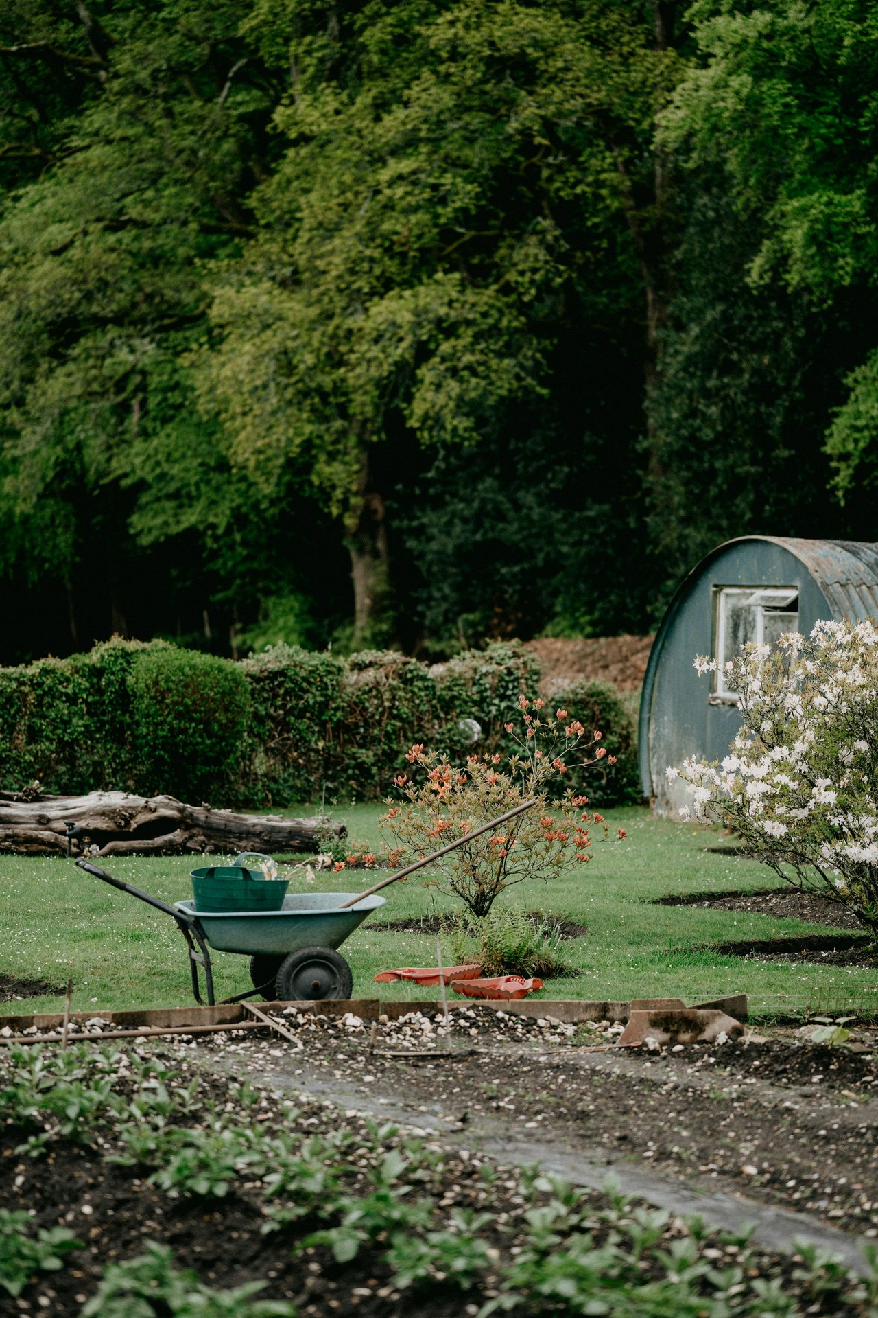 Established garden with a wheelbarrow and a garden shed being brought back into shape