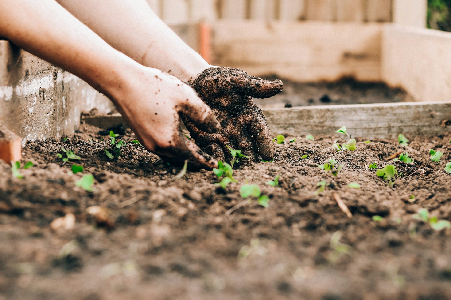 Close-up of hands planting seedlings in dark soil