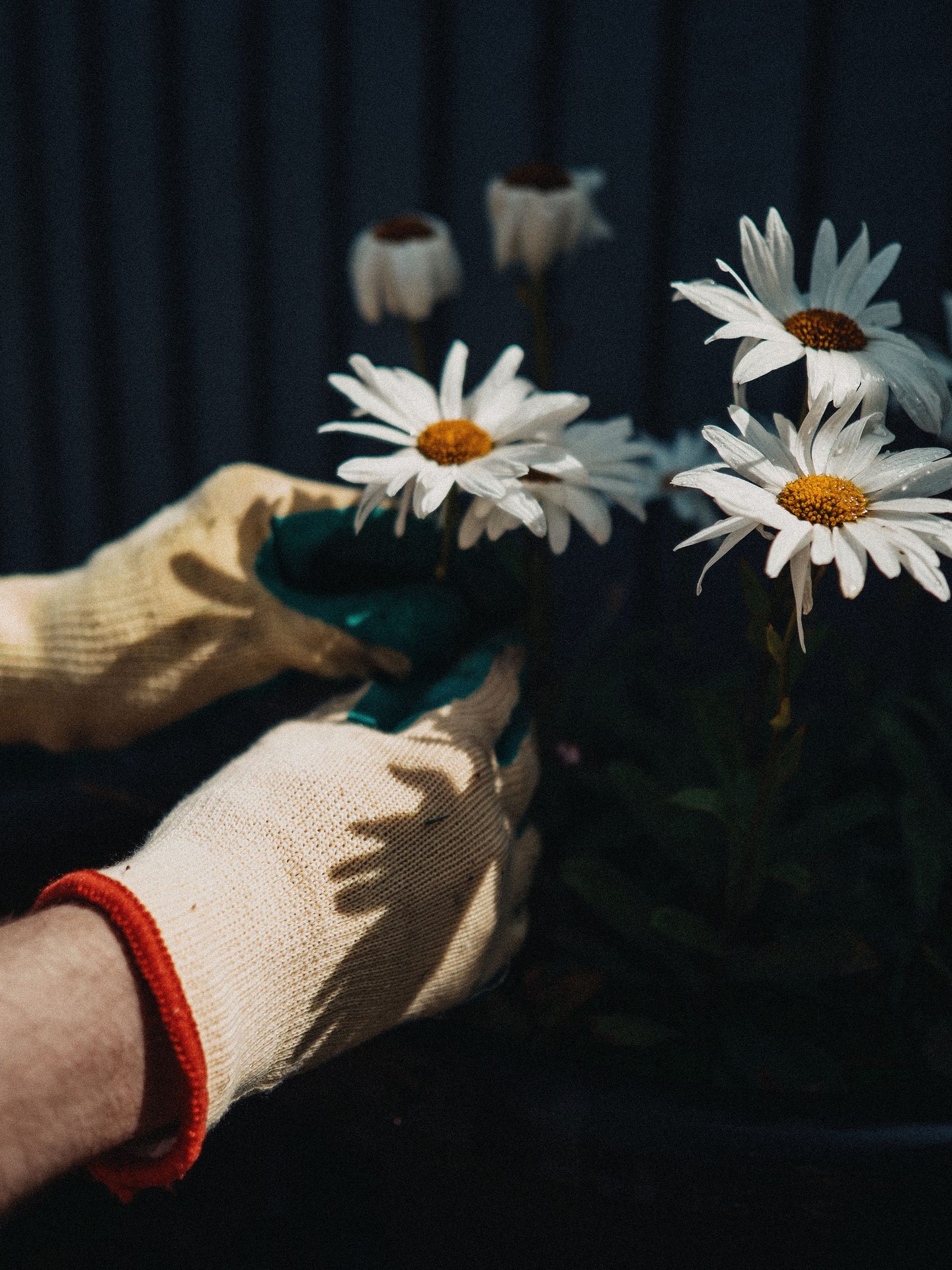 Gloved hand holding freshly cut white daisies