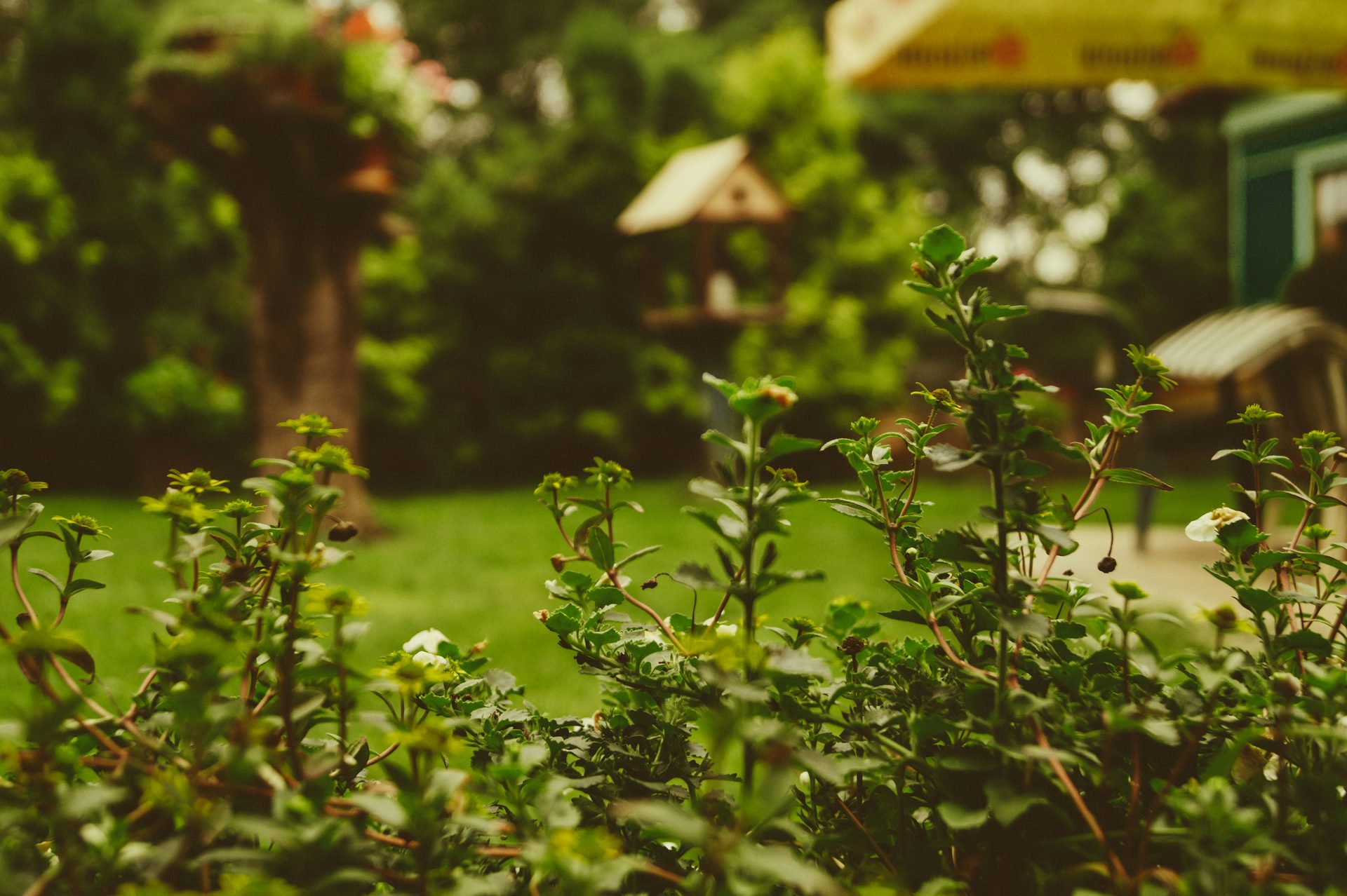 Lush green garden shrubbery in soft evening light